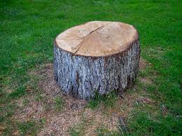Best Tree Mulching  in Cuthbert, GA