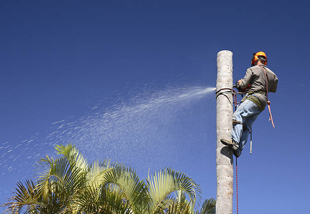Best Fruit Tree Pruning  in Cuthbert, GA