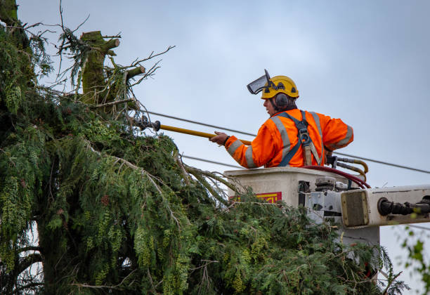  Cuthbert, GA Tree Care Pros