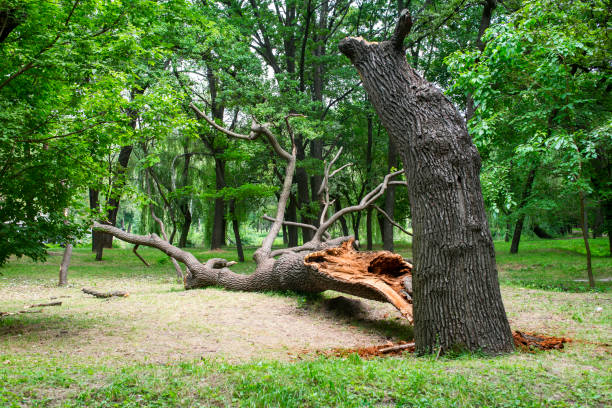 Best Hazardous Tree Removal  in Cuthbert, GA