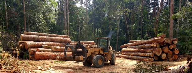 Best Utility Line Clearance  in Cuthbert, GA