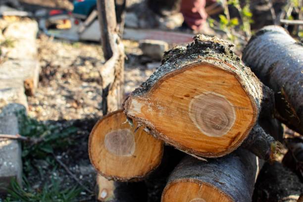 Best Commercial Tree Services  in Cuthbert, GA