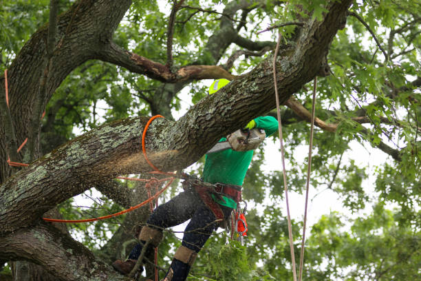 Best Tree Disease Treatment  in Cuthbert, GA