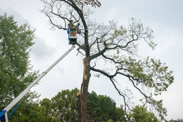 How Our Tree Care Process Works  in  Cuthbert, GA