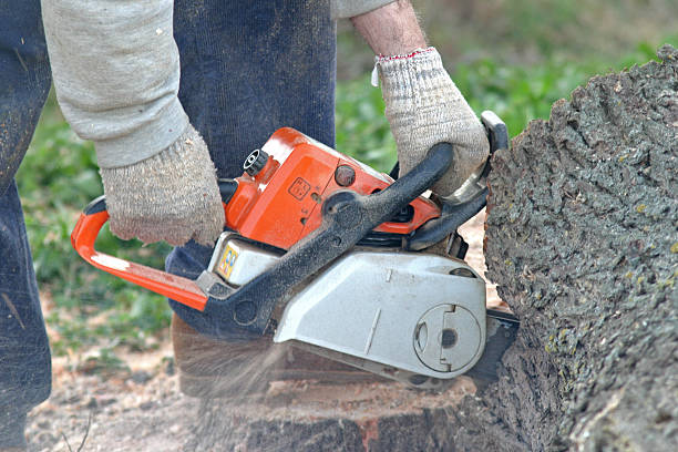 Best Root Management and Removal  in Cuthbert, GA
