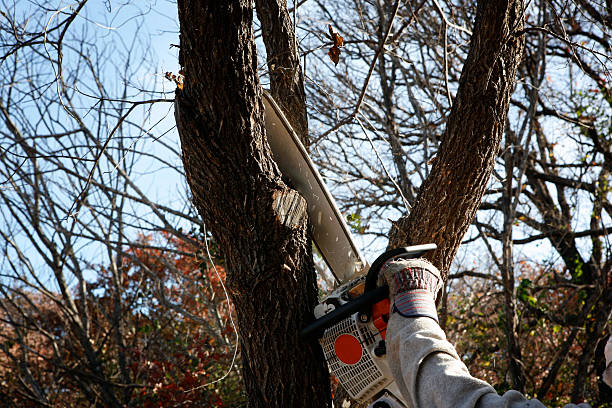 Best Pest Control for Lawns  in Cuthbert, GA