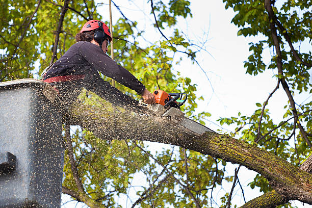 Lawn Maintenance Plans in Cuthbert, GA