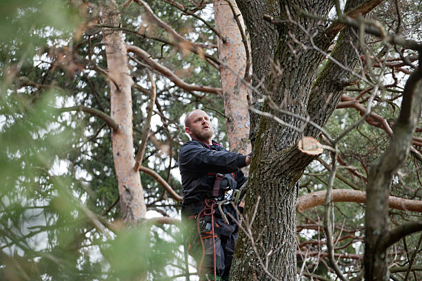 Best Storm Damage Tree Cleanup  in Cuthbert, GA