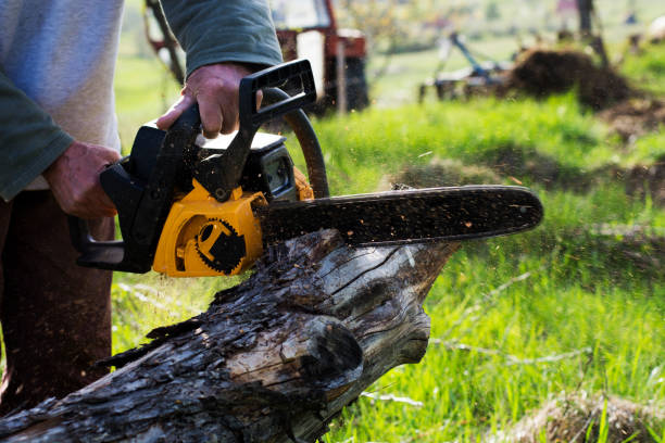 Best Tree Health Inspection  in Cuthbert, GA