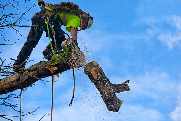 Best Emergency Tree Removal  in Cuthbert, GA