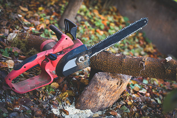 Best Tree Trimming and Pruning  in Cuthbert, GA