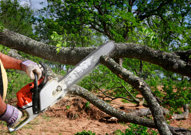 Lawn Renovation and Restoration in Cuthbert, GA